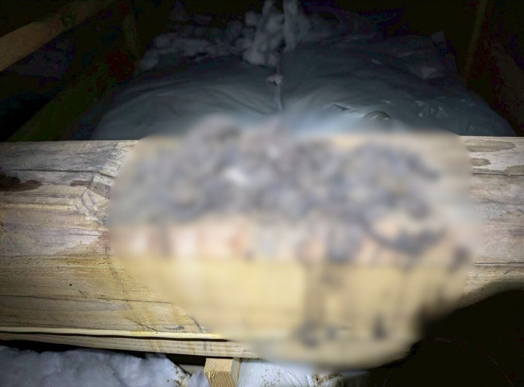 山口県山陽小野田市　アライグマによる被害　H様邸　駆除実績