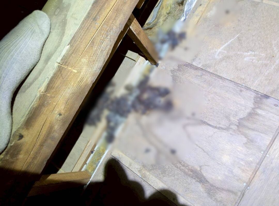 山口県下関市　アライグマによる被害　G様邸　駆除実績