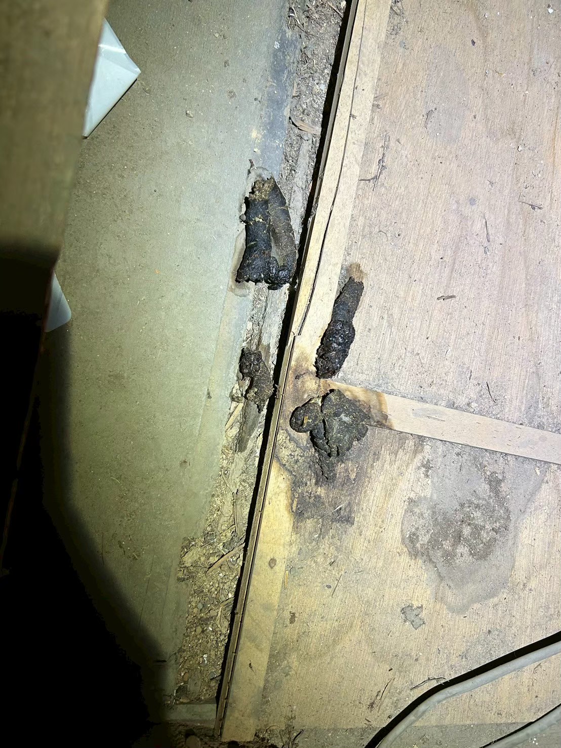 熊本県合志市　アライグマによる被害　D様邸　駆除実績