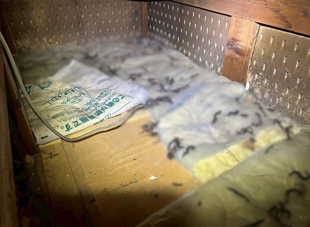 山口県山陽小野田市　アライグマによる被害　H様邸　駆除実績