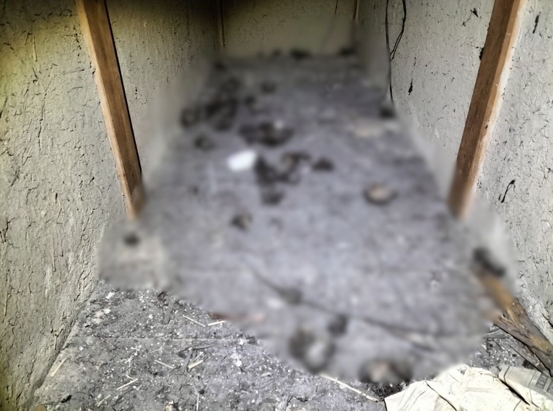 福岡県嘉麻市　アライグマ被害　E様邸　駆除実績