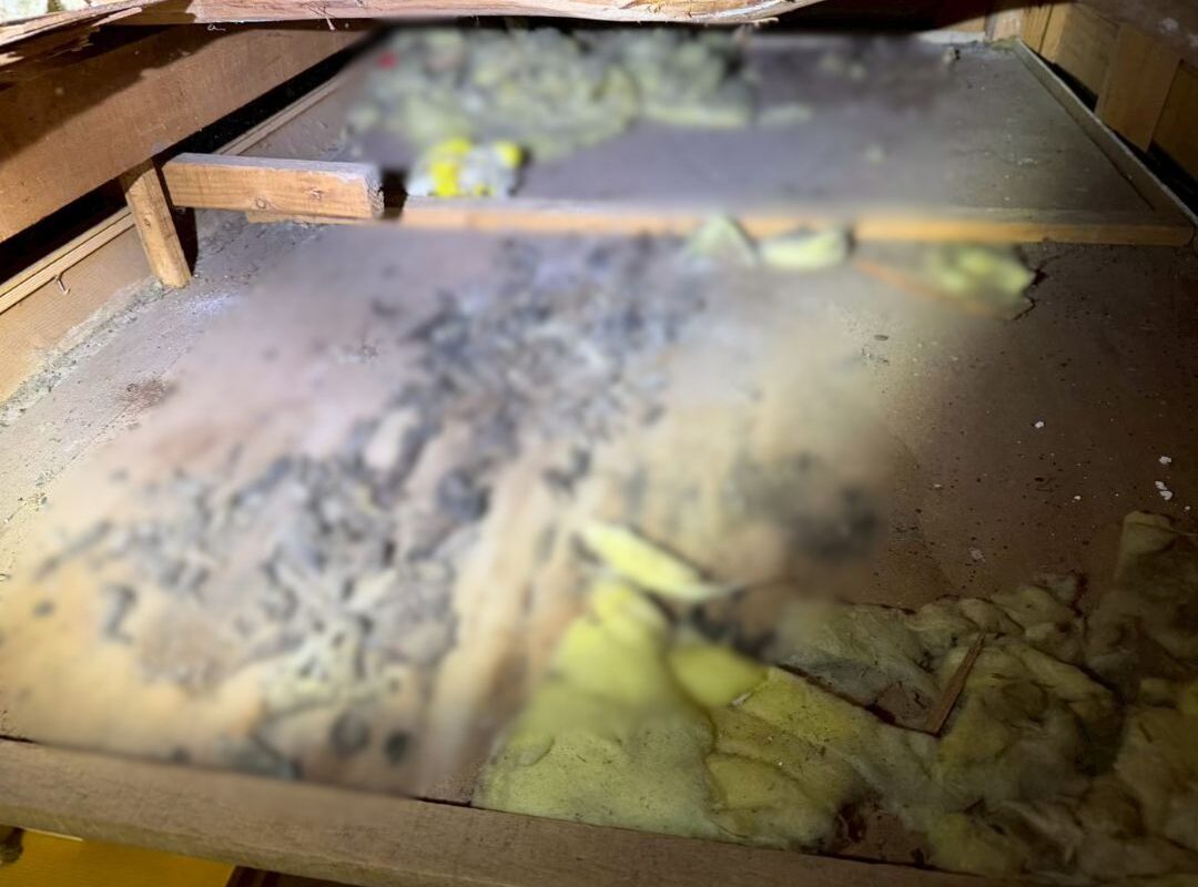 佐賀県伊万里市　アライグマによる被害　T様邸　駆除実績