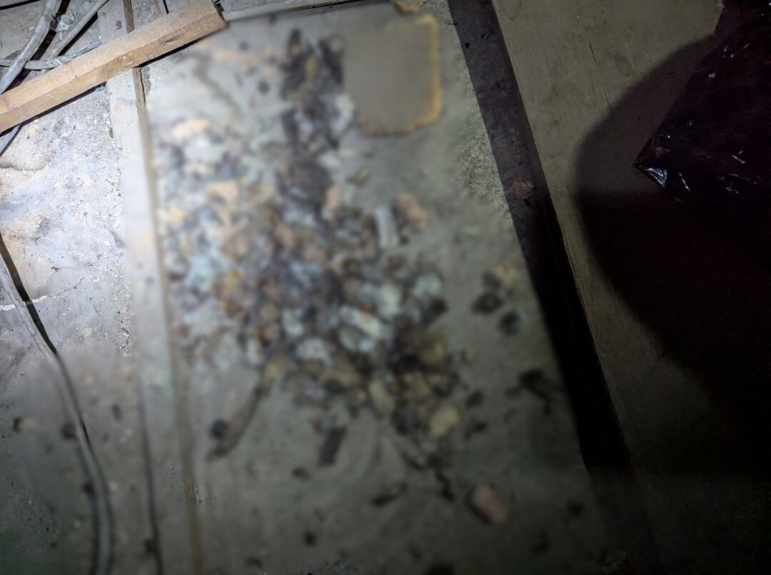 佐賀県杵島郡江北町　アライグマによる被害　T様邸　駆除実績
