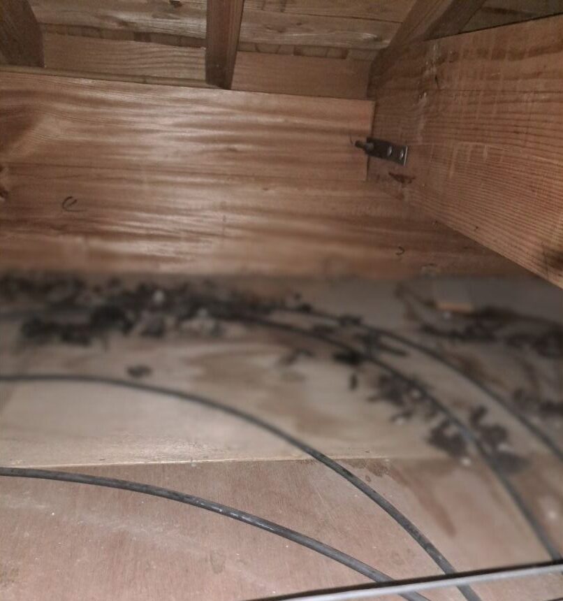佐賀県藤津郡太良町　アライグマによる被害　N様邸　駆除実績