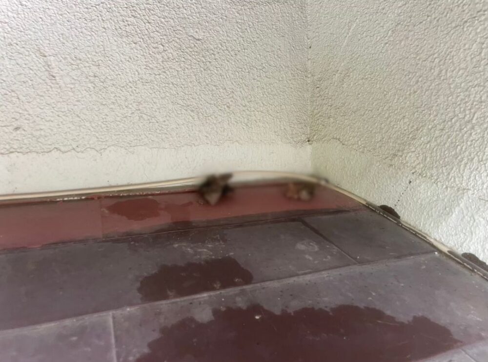 長崎県平戸市　アライグマによる被害　O様邸　駆除実績