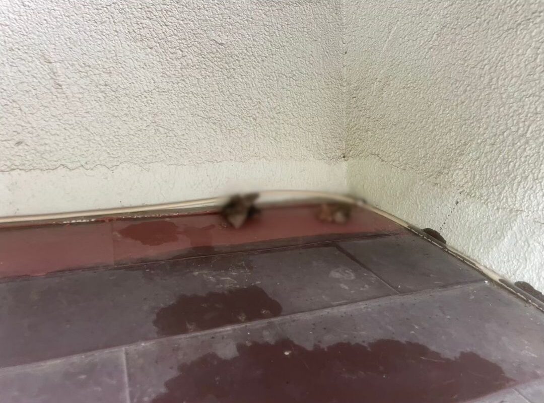 長崎県平戸市　アライグマによる被害　O様邸　駆除実績