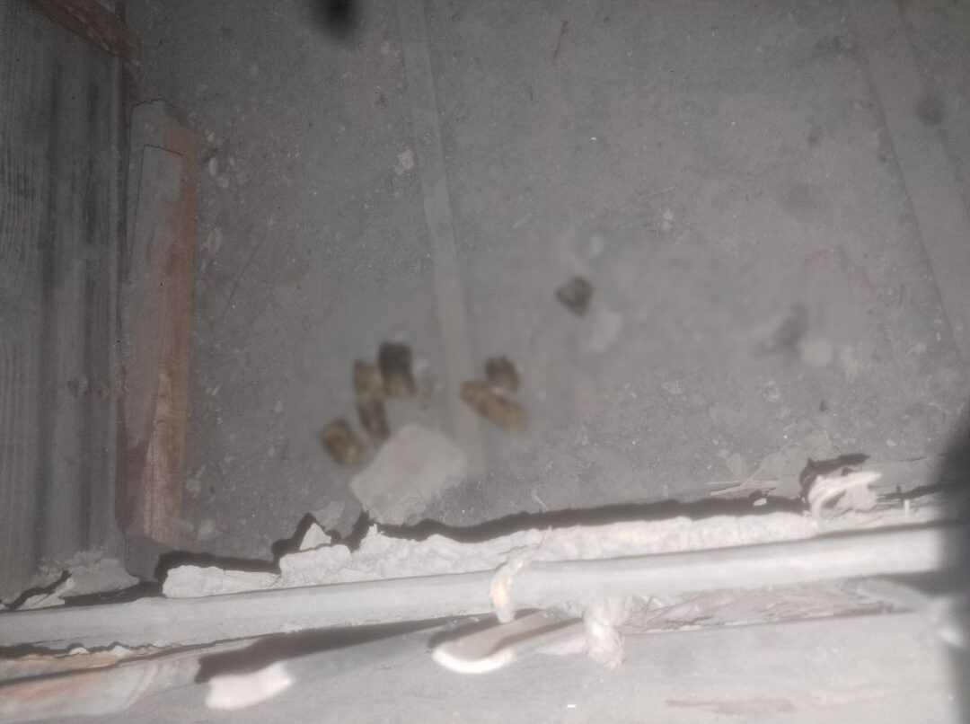福岡県直方市　アライグマによる被害　T様邸　駆除実績