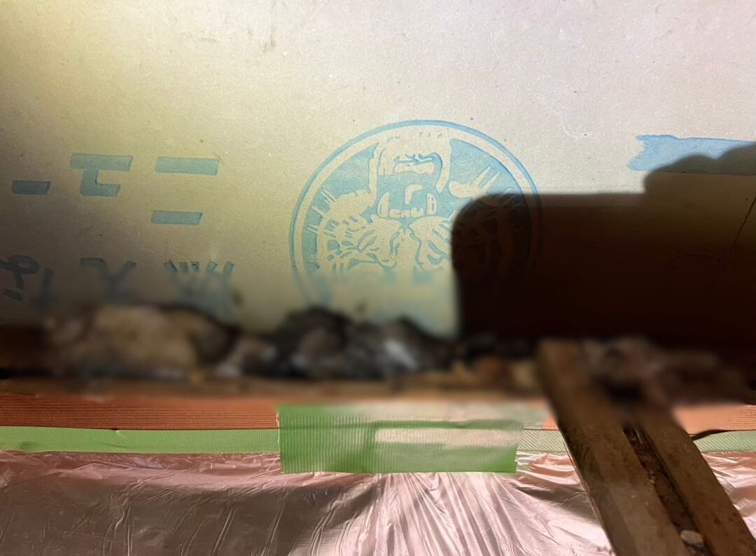 熊本県上天草市　アライグマによる被害　H様邸　駆除実績