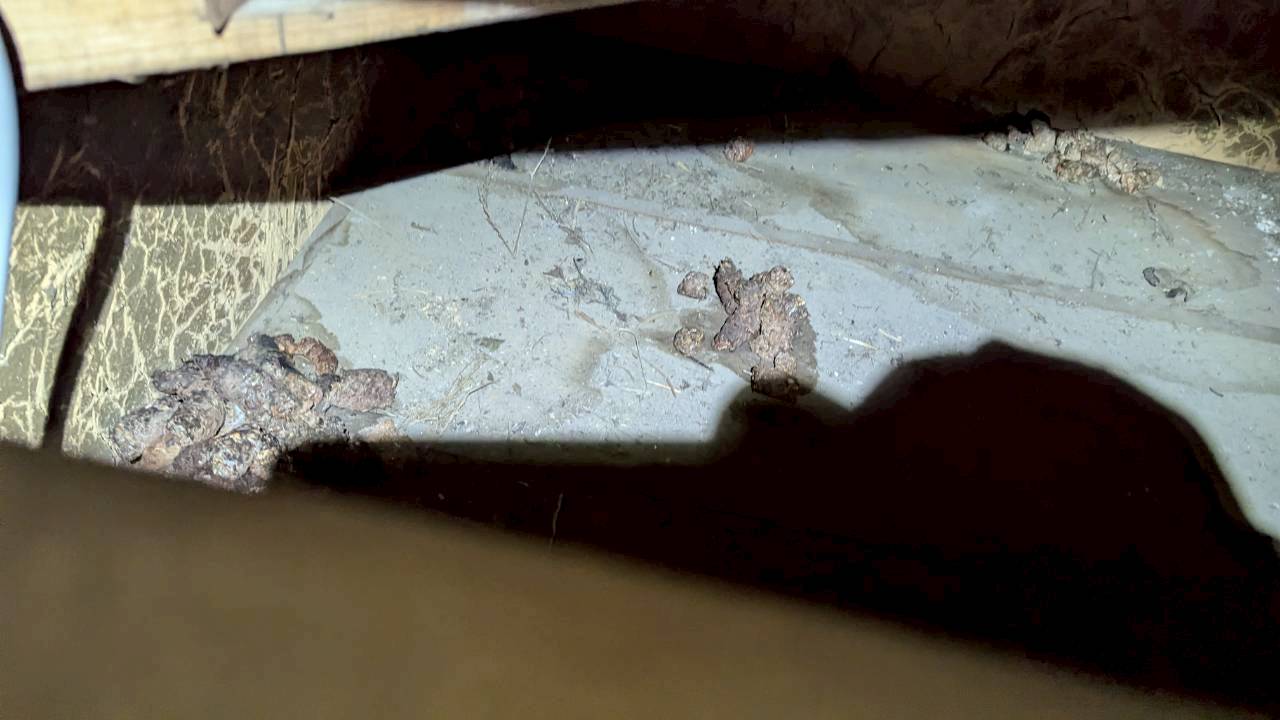 山口県下関市　アライグマによる被害　A様邸　駆除実績