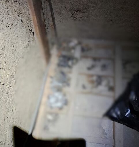 福岡県宮若市　アライグマによる被害　T様邸　駆除実績