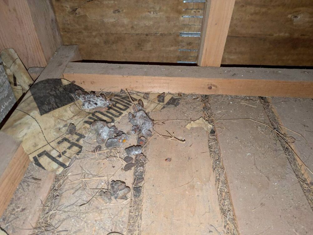 大分県玖珠郡九重町　アライグマによる被害　T様邸　駆除実績
