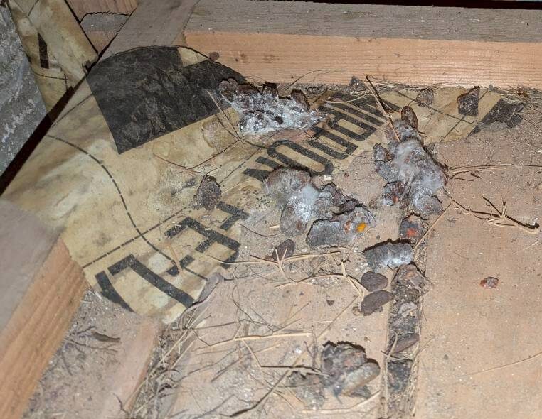 大分県玖珠郡九重町　アライグマによる被害　T様邸　駆除実績