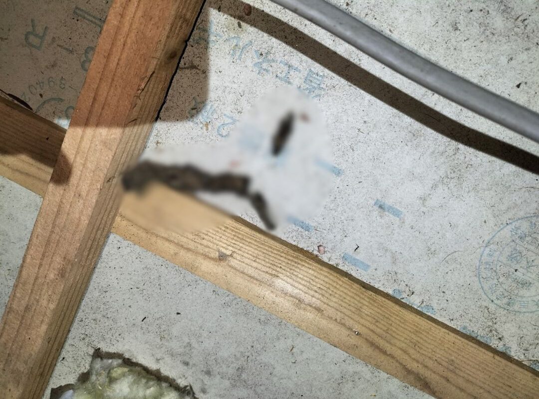 福岡県三井郡大刀洗町　アライグマによる被害　I様邸　駆除実績