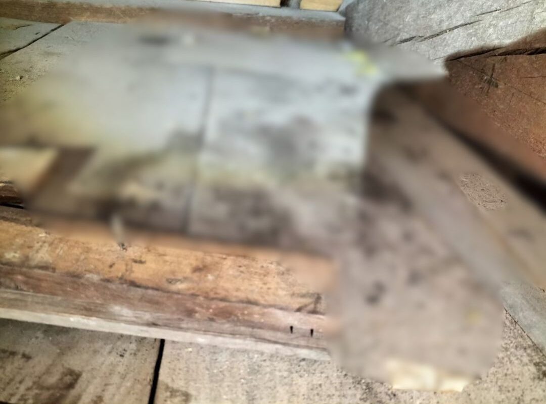 福岡県田川郡福智町　アライグマによる被害　M様邸　駆除実績