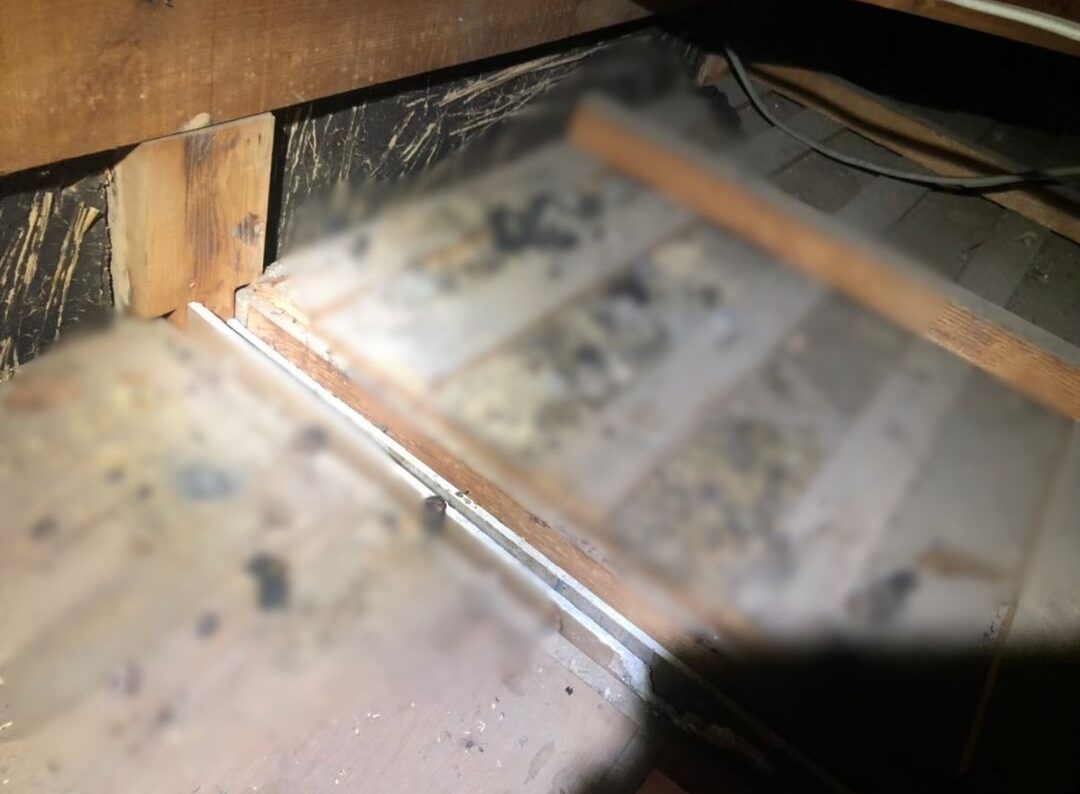 山口県美祢市　アライグマによる被害　H様邸　駆除実績