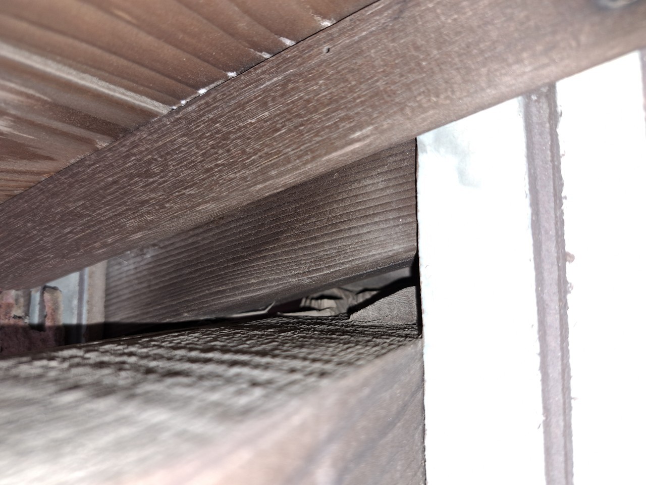 佐賀県伊万里市　アライグマによる被害　M様邸　駆除実績