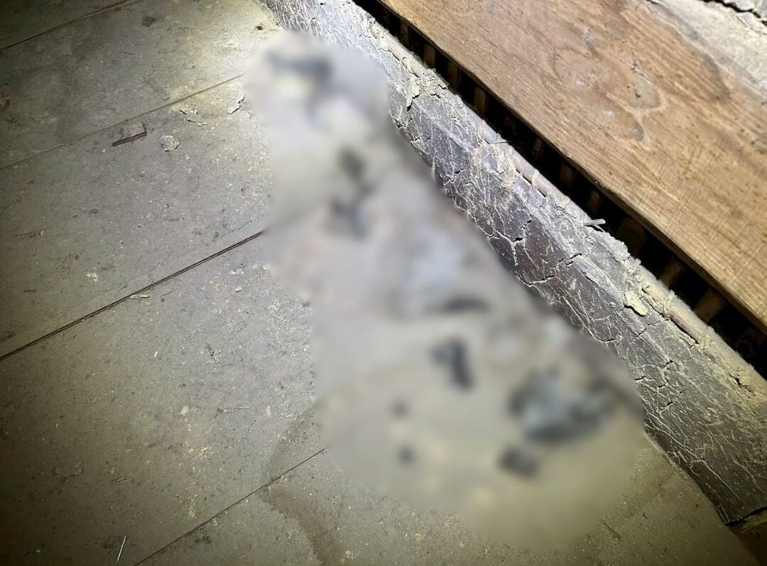 福岡県那珂川市　アライグマによる被害　H様邸　駆除実績