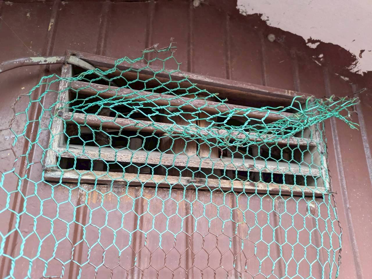 福岡県豊前市　アライグマによる被害　A様邸　駆除実績