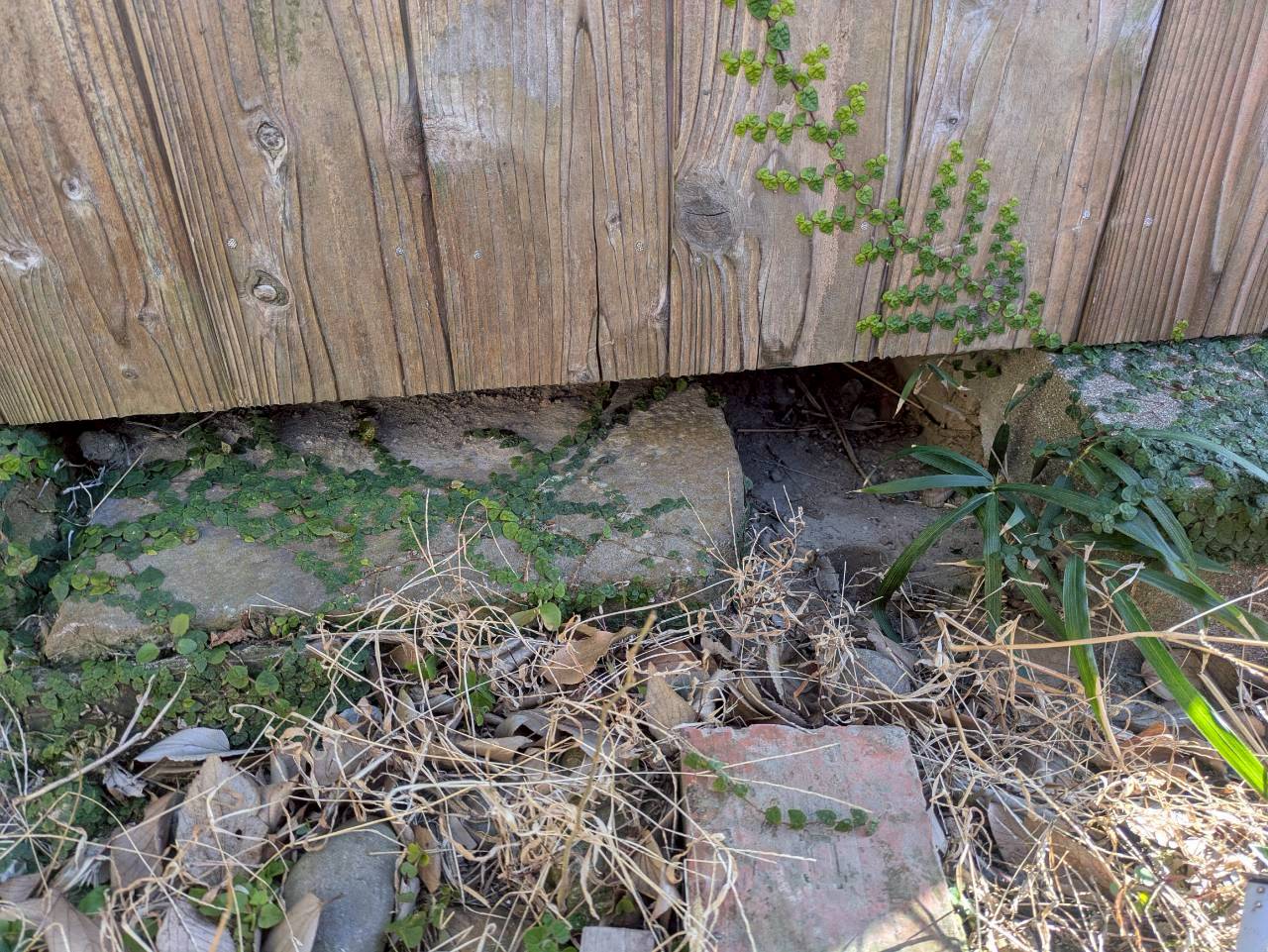 佐賀県伊万里市　アライグマによる被害　T様邸　駆除実績