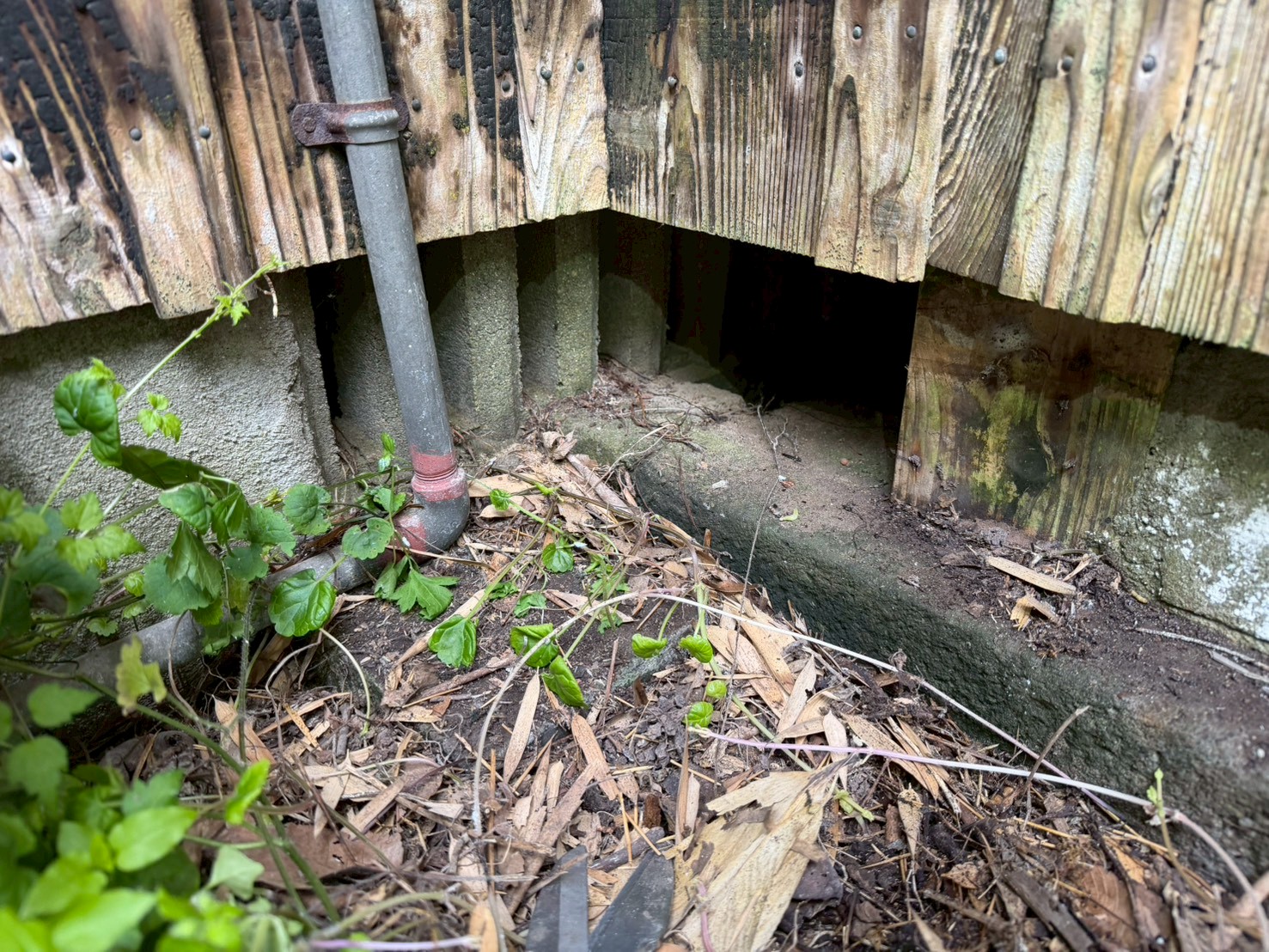 福岡県田川郡赤村　アライグマによる被害　K様邸　駆除実績