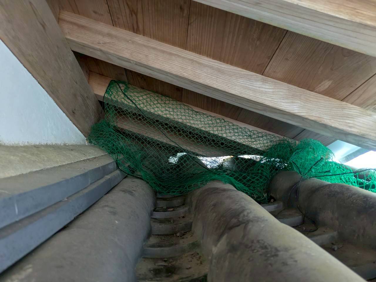 福岡県築上郡吉富町　アライグマによる被害　E寺様　駆除実績