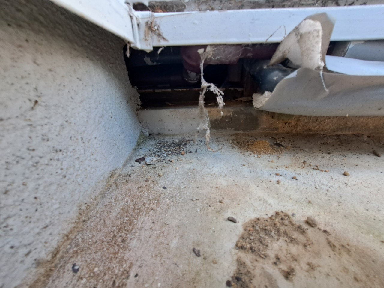 大分県玖珠町　アライグマによる被害　U様邸　駆除実績