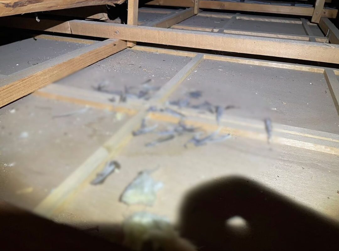 佐賀県藤津郡太良町　アライグマによる被害　N様邸　駆除実績