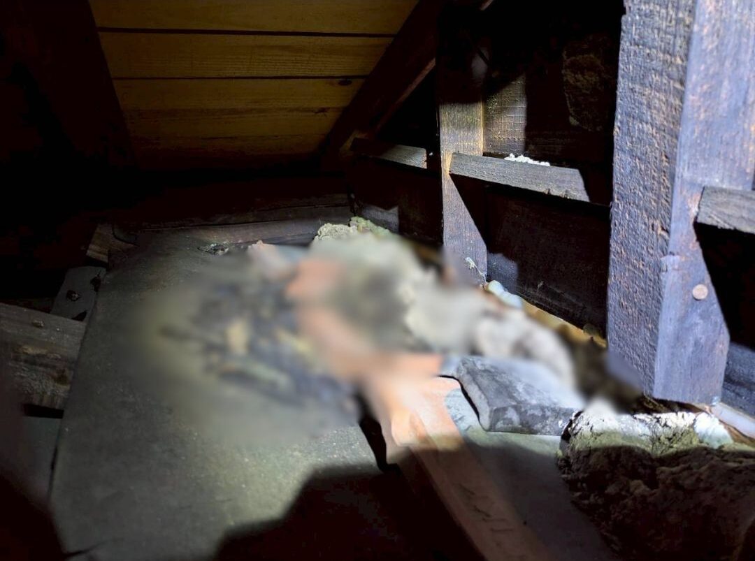 福岡県朝倉郡東峰村　アライグマによる被害　W様邸　駆除実績
