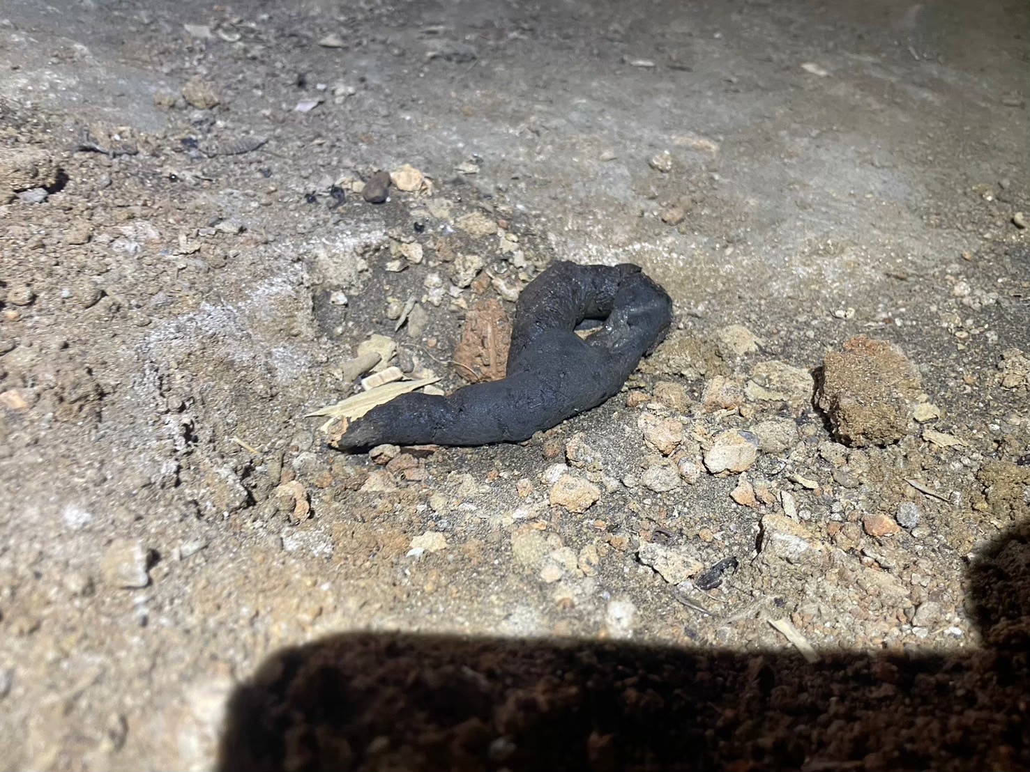 山口県山陽小野田市　アライグマによる被害　T様邸　駆除実績