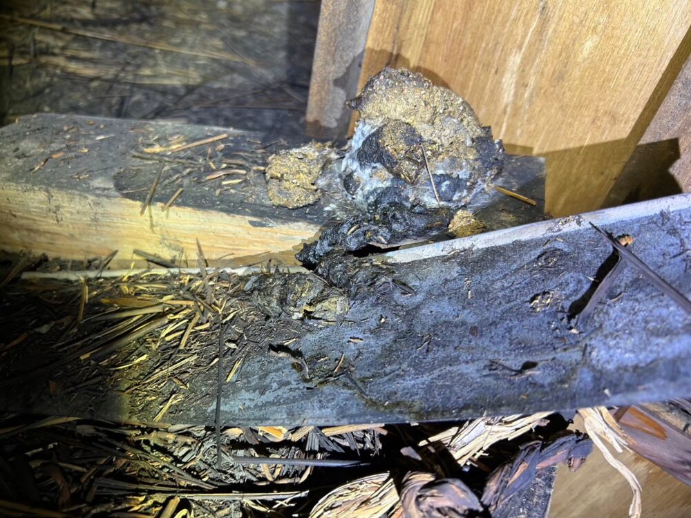 山口県山陽小野田市　アライグマによる被害　T様邸　駆除実績