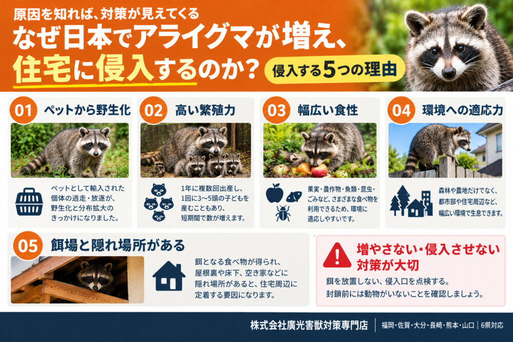 なぜ日本にアライグマが増えたのか？侵入する5つの理由
