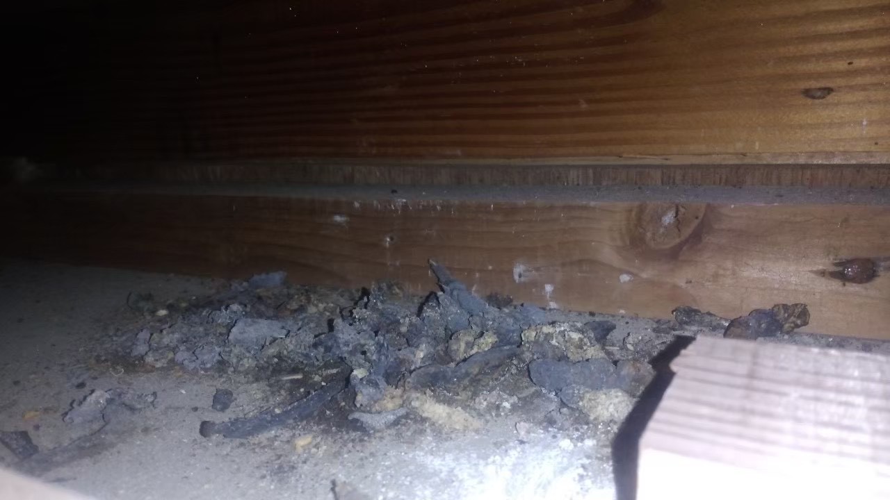 中型害獣による被害　U様邸　駆除実績