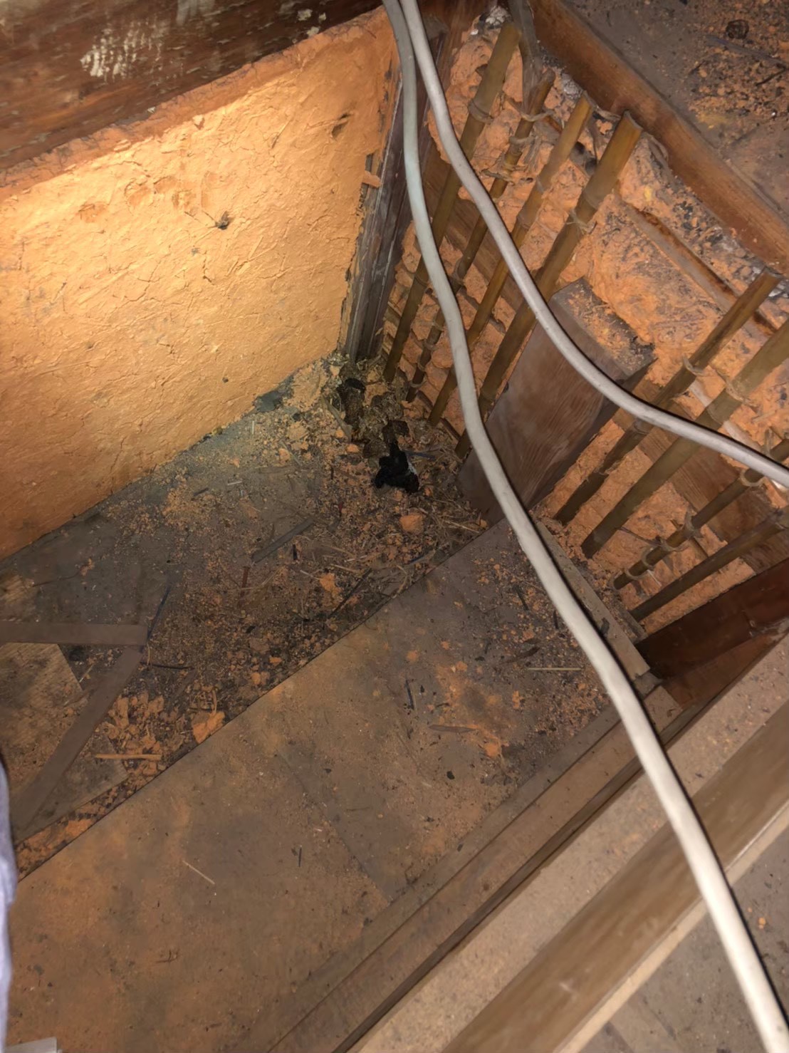 イタチによる被害　U様邸　駆除実績