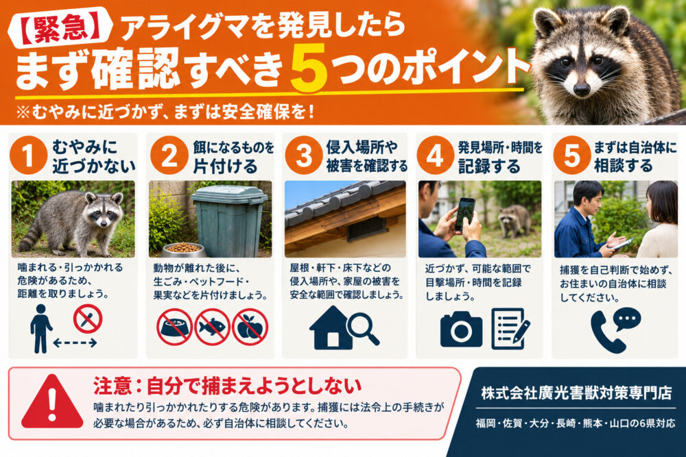 【緊急】アライグマを発見したらまず確認すべき5つのポイント