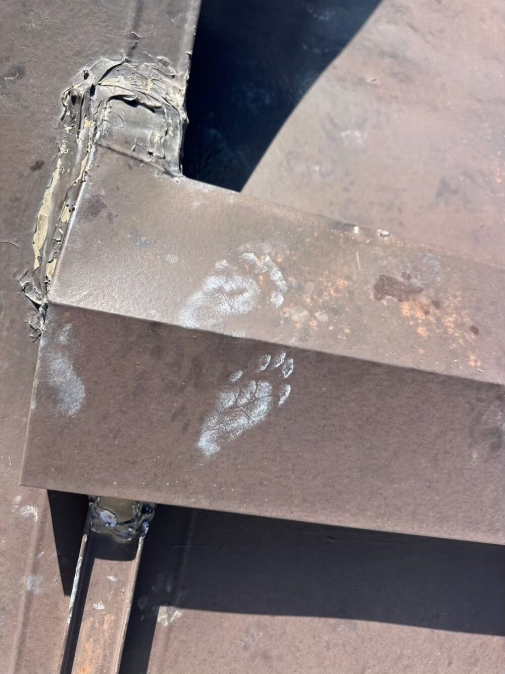 熊本県合志市　アライグマによる被害　D様邸　駆除実績