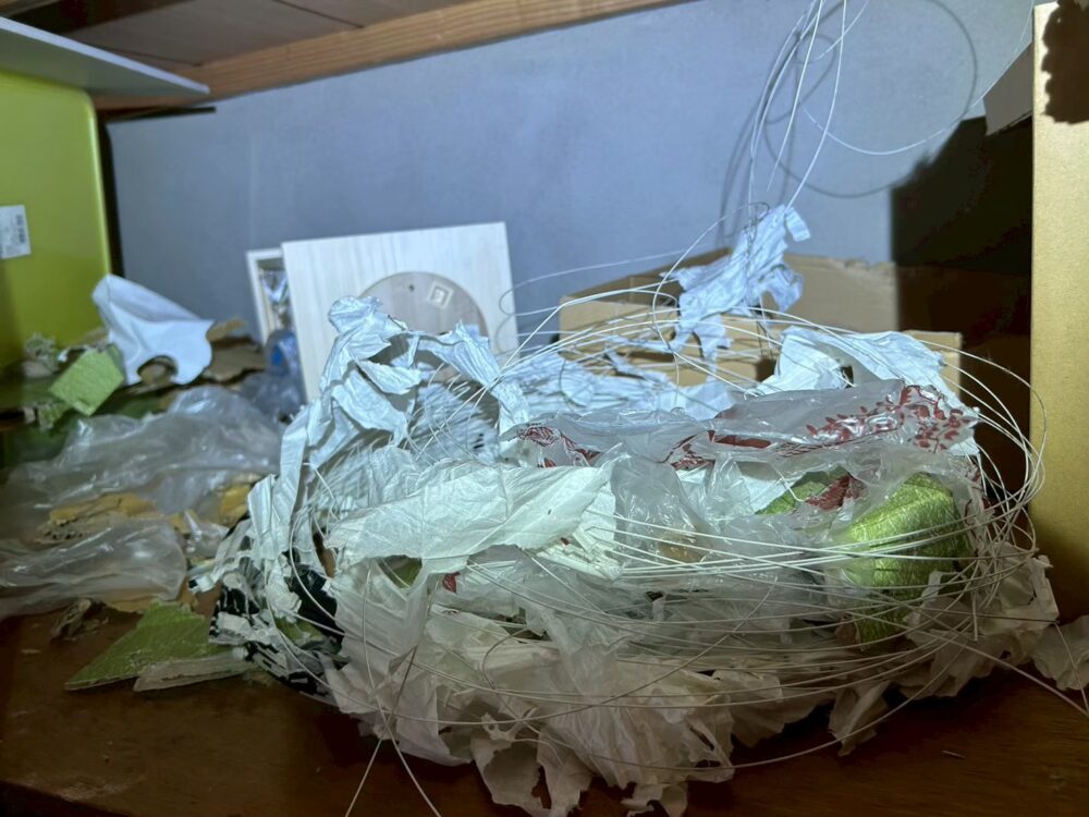 長崎県島原市　アライグマによる被害　Y様邸　駆除実績