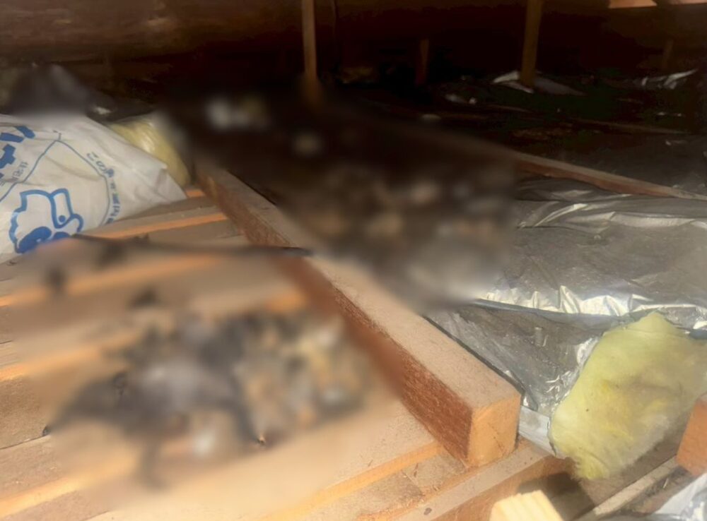 大分県玖珠郡玖珠町　アライグマによる被害　B様邸　駆除実績
