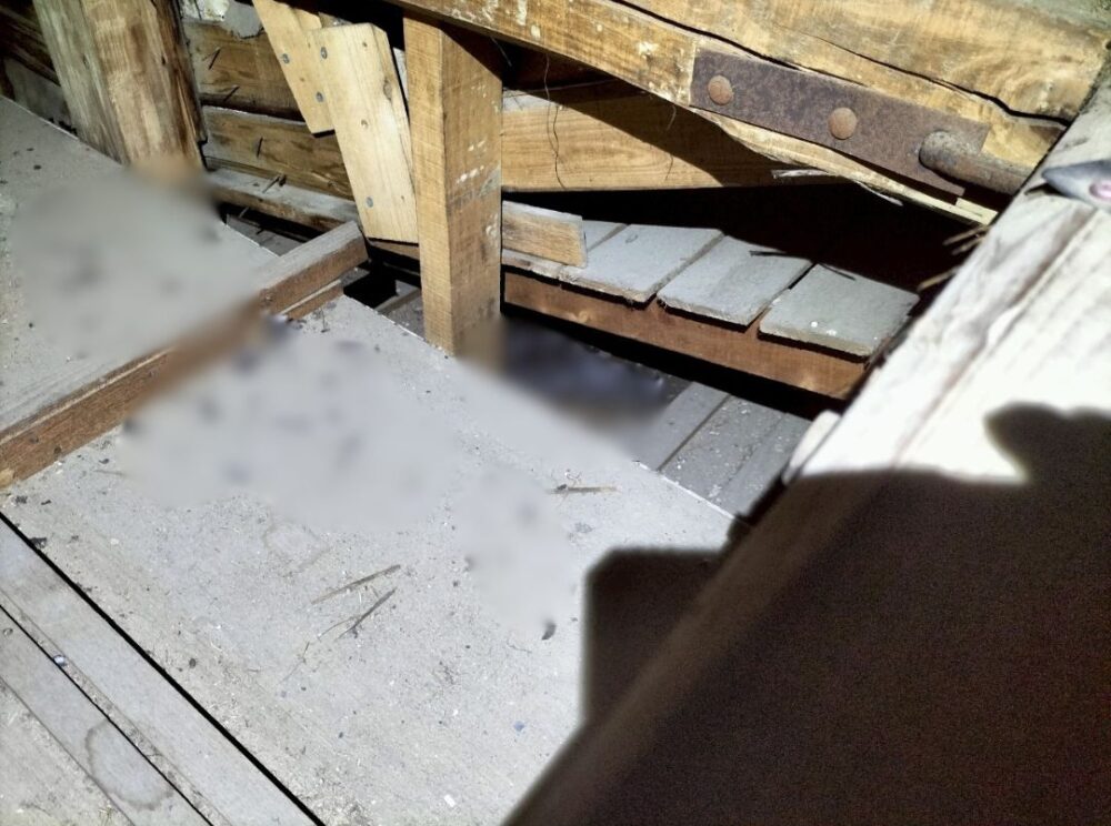 熊本県玉名郡長洲町　アライグマによる被害　M様邸　駆除実績