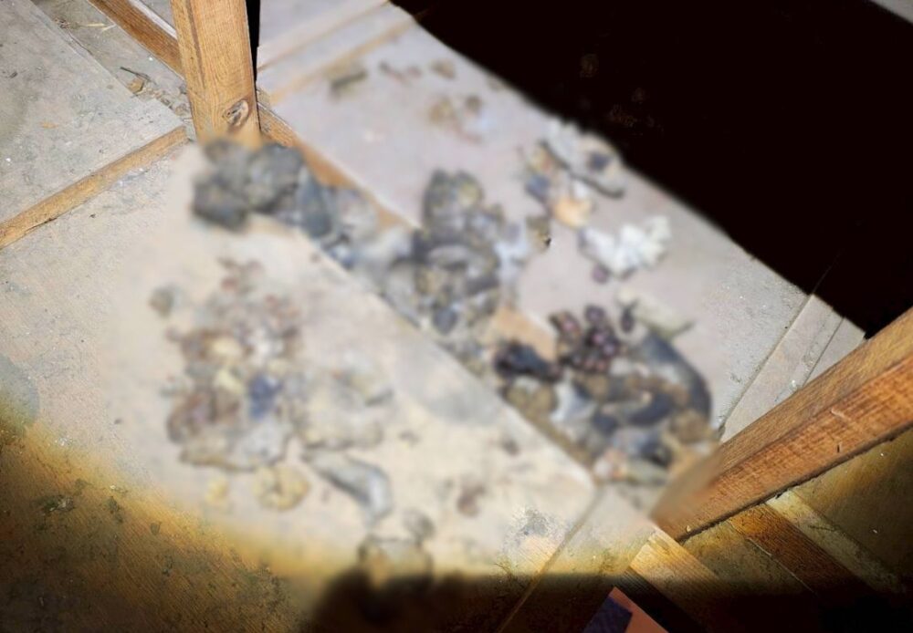 佐賀県神崎郡吉野ヶ里町　アライグマによる被害　D様邸　駆除実績