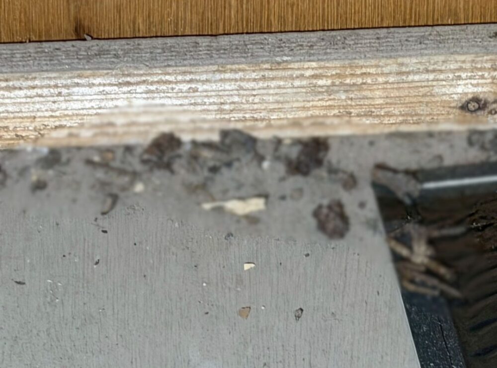 福岡県福岡市　アライグマによる被害　T様邸　駆除実績