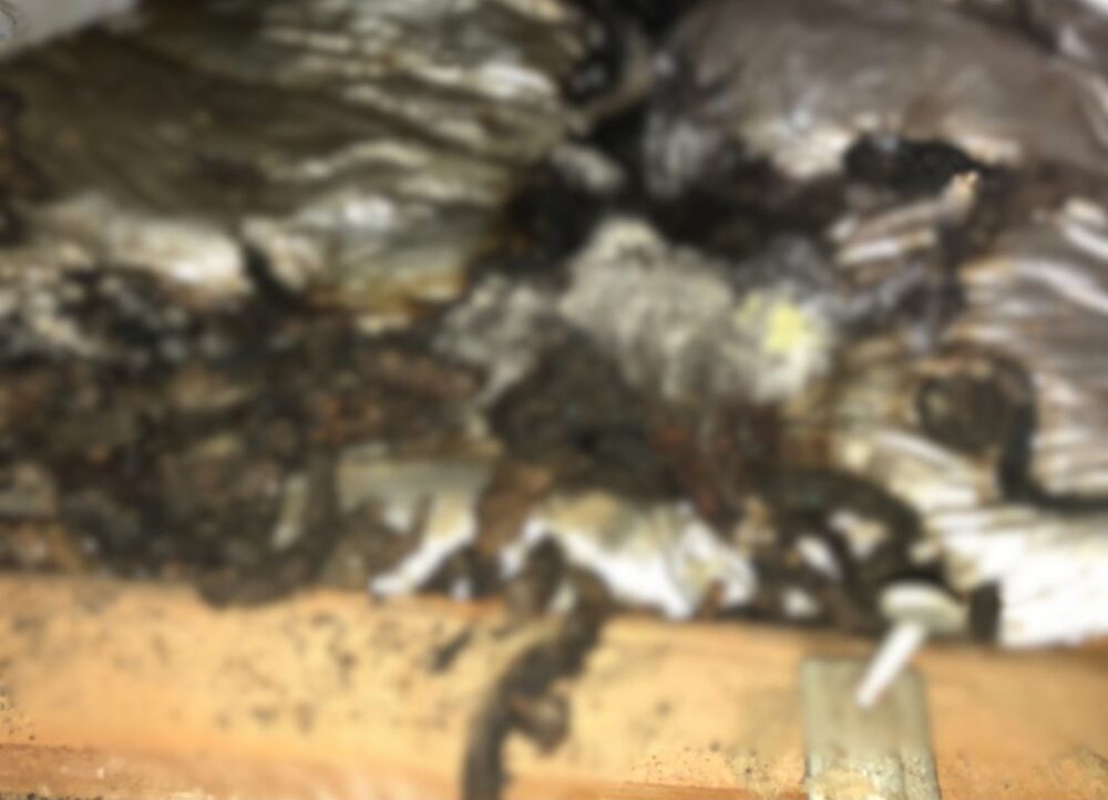 熊本県菊池郡菊陽町　アライグマによる被害　N様邸　駆除実績