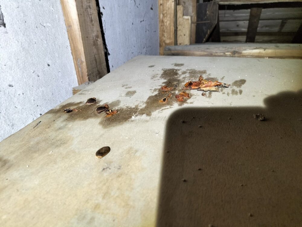 福岡県嘉麻市　アライグマ被害　E様邸　駆除実績