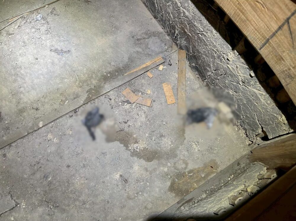 福岡県糟屋郡久山町　アライグマによる被害　G様邸　駆除実績