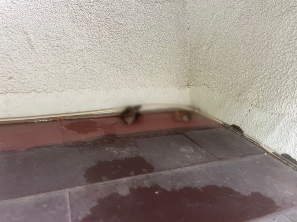 佐賀県神崎郡吉野ヶ里町　アライグマによる被害　E様邸　駆除実績