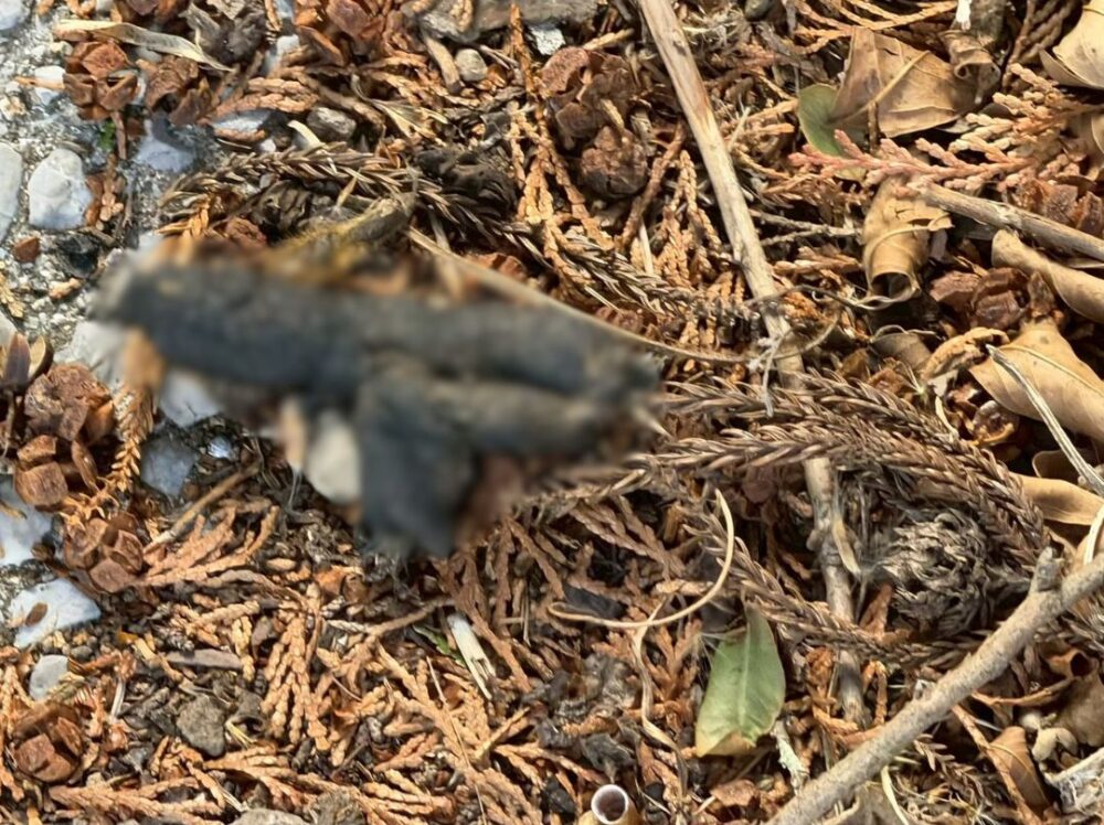 福岡県田川郡赤村　アライグマによる被害　K様邸　駆除実績