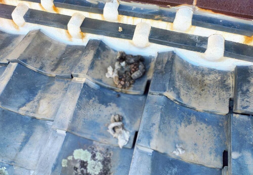 大分市中津市　アライグマによる被害　N様邸　駆除実績
