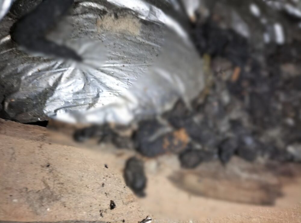 佐賀県鳥栖市　アライグマによる被害　K様邸　駆除実績