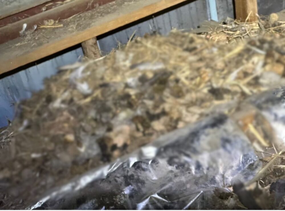 佐賀県杵島郡江北町　アライグマによる被害　T様邸　駆除実績