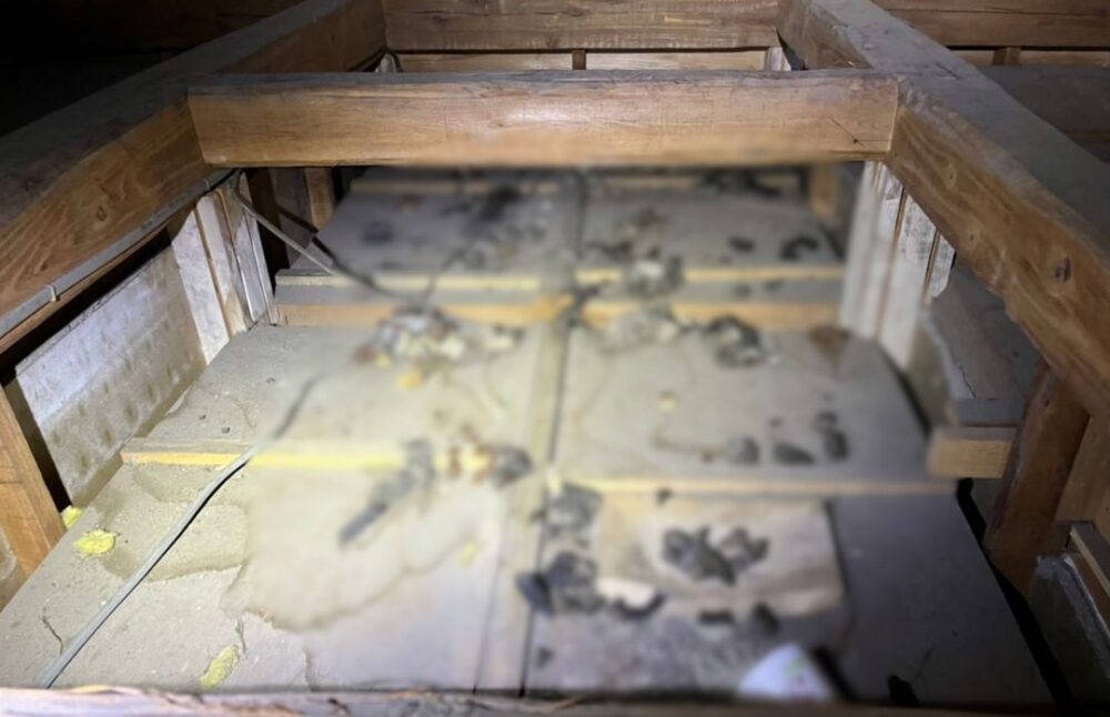 福岡県八女郡広川町　アライグマによる被害　K様邸　駆除実績
