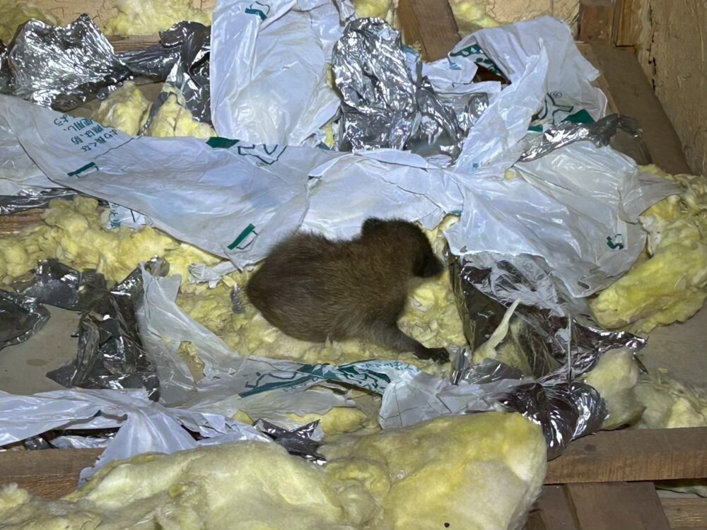 福岡県豊前市　アライグマによる被害　K様邸　駆除実績